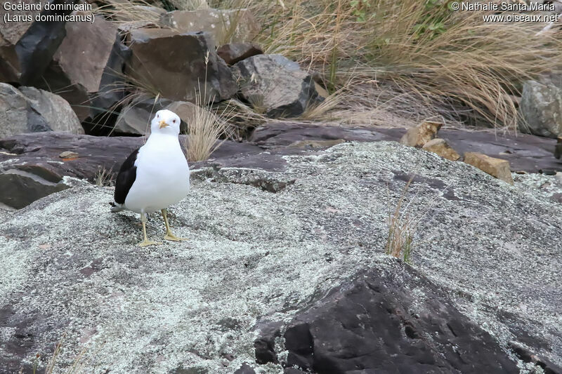 Goéland dominicainadulte, habitat