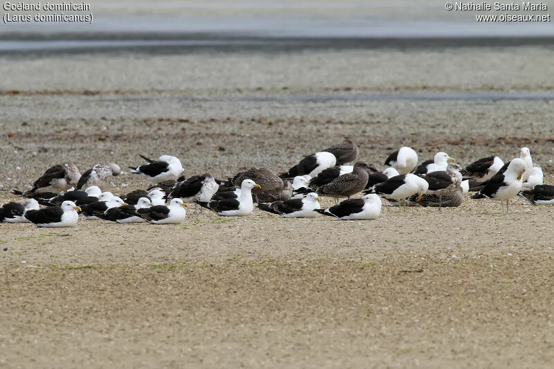 Kelp Gull, habitat, colonial reprod.