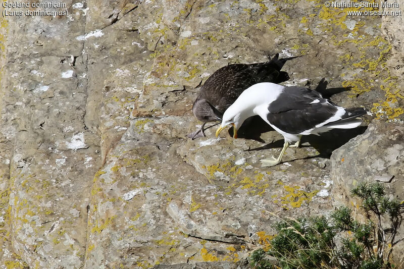 Goéland dominicainjuvénile, identification, Nidification