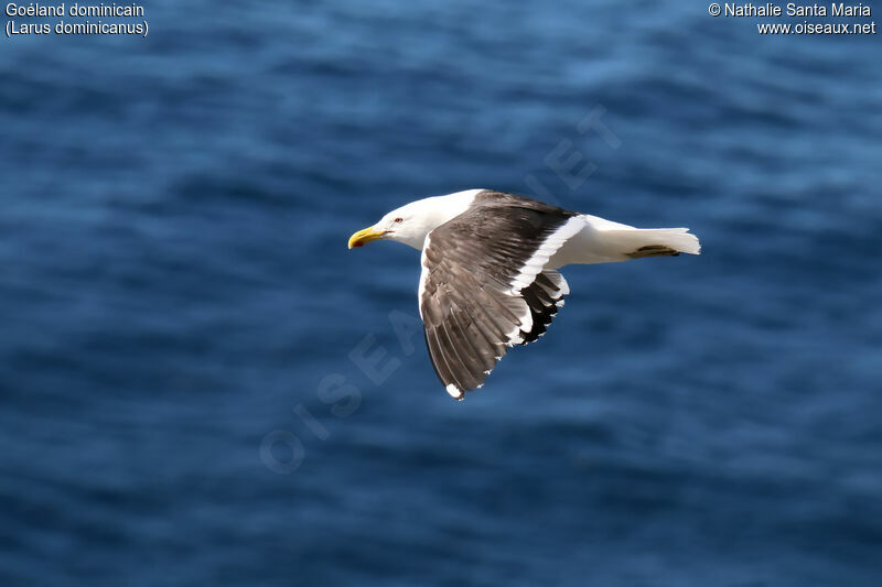 Kelp Gulladult, Flight