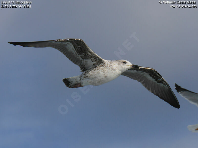 Yellow-legged GullFirst year, identification, Flight