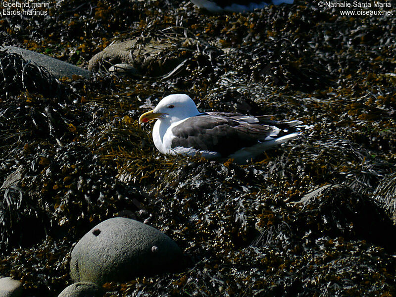 Goéland marinadulte, identification