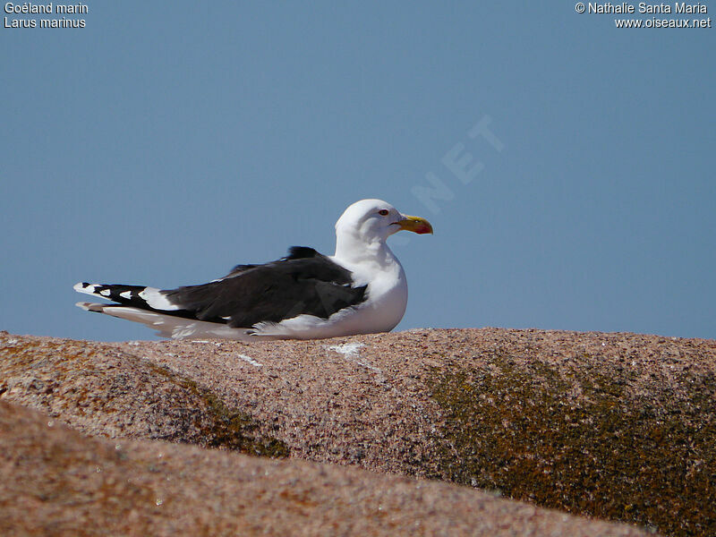 Great Black-backed Gulladult breeding, identification