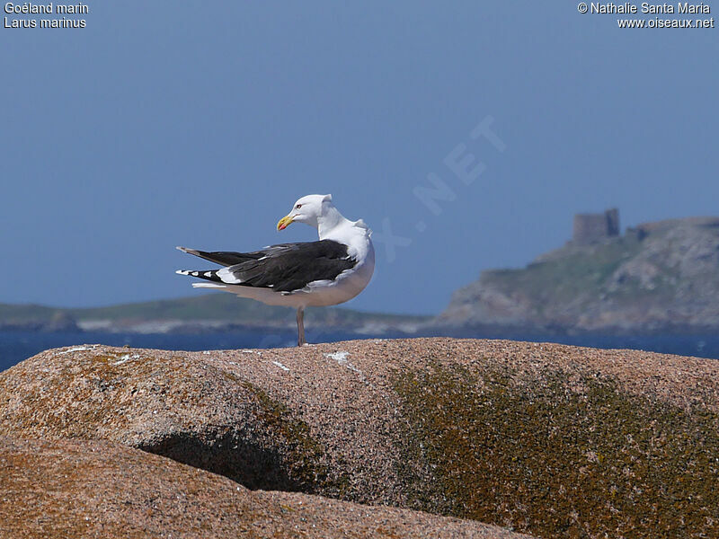 Great Black-backed Gulladult breeding, identification