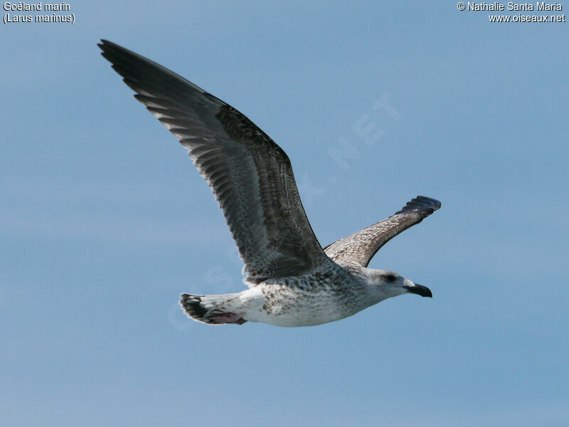 Great Black-backed GullFirst year, identification, Flight