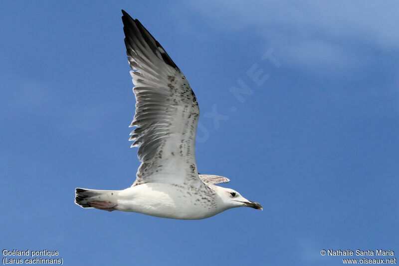 Caspian GullFirst year, identification, Flight