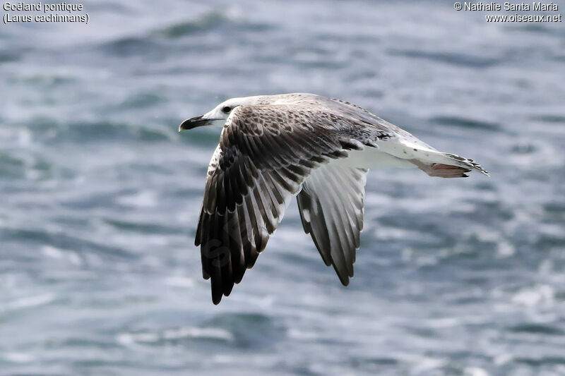 Goéland pontique1ère année, identification, Vol