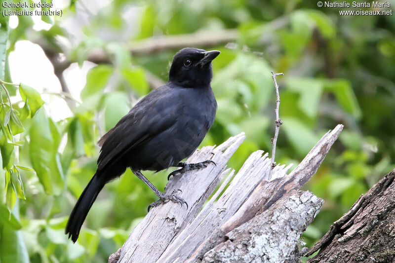 Slate-colored Boubouadult, identification, habitat