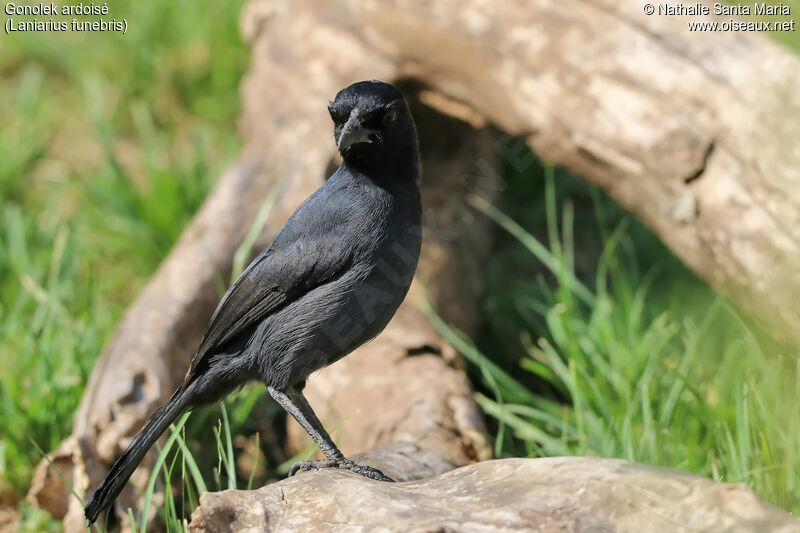 Slate-colored Boubouadult, identification, habitat