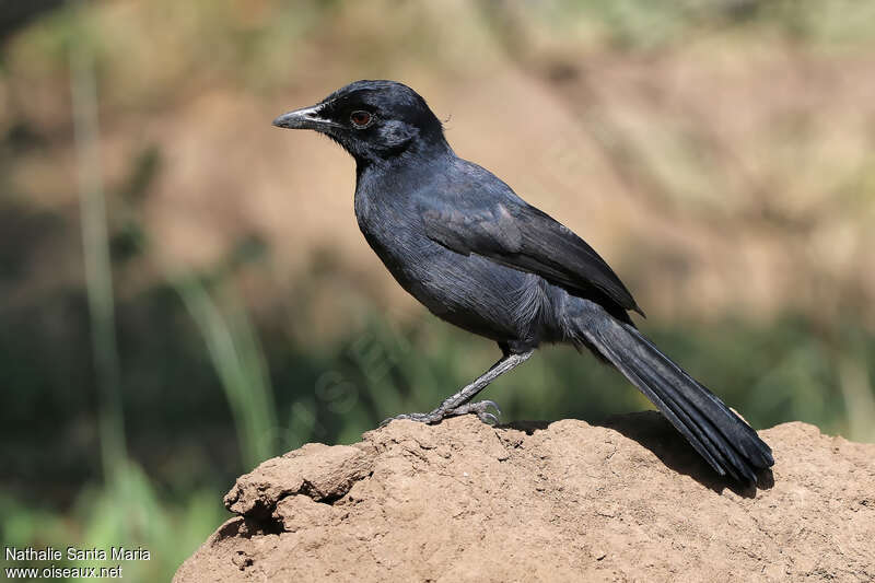 Slate-colored Boubouadult, identification, Behaviour