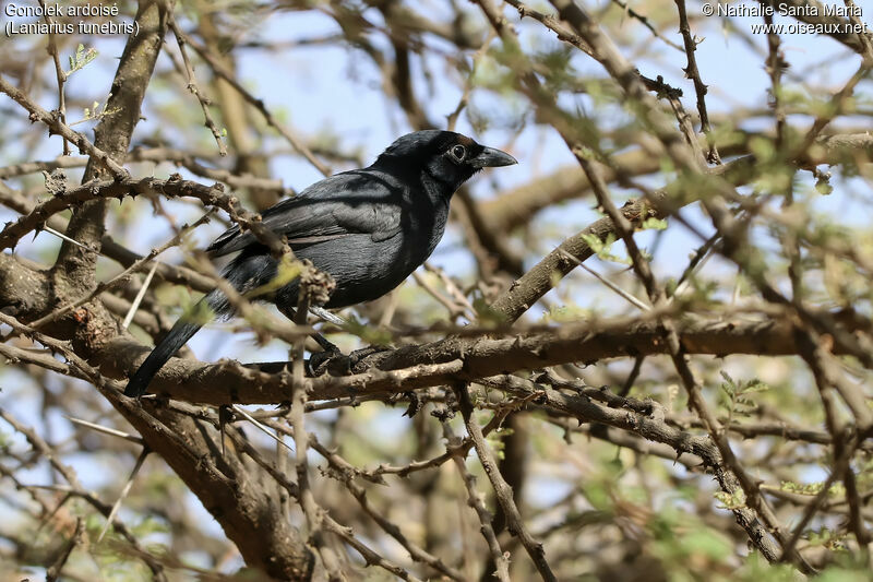 Slate-colored Boubouadult, identification, habitat