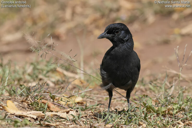 Slate-colored Boubouadult, identification, habitat