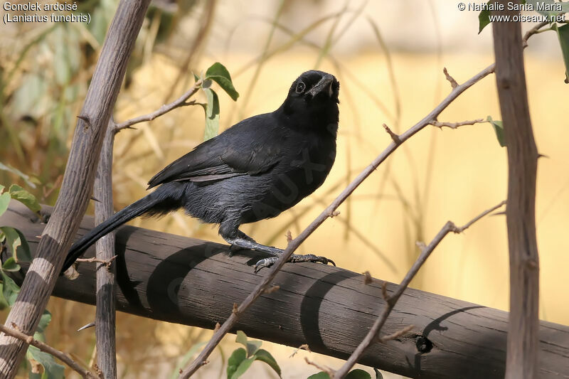 Slate-colored Boubouadult, identification, habitat