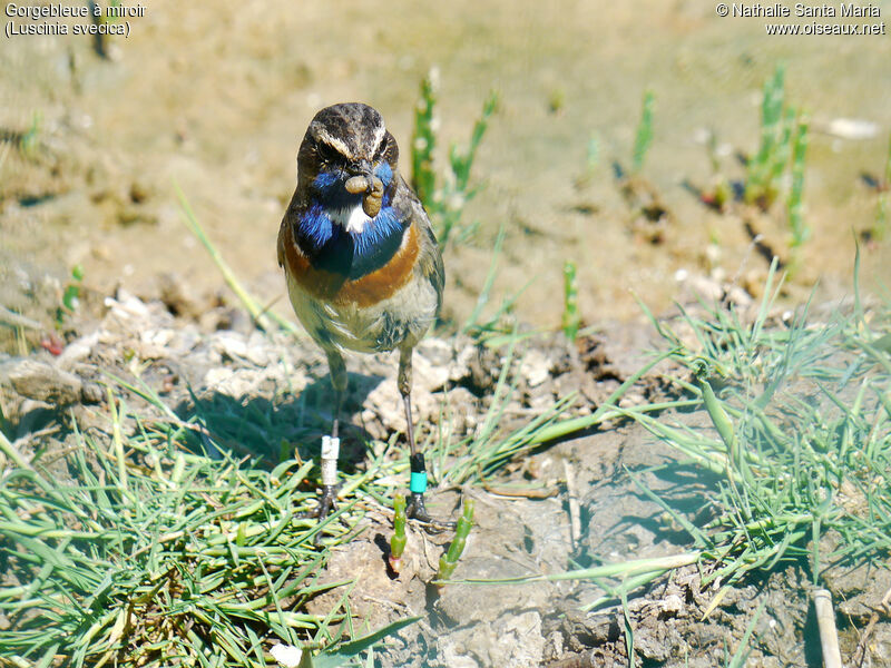 Bluethroat male adult breeding, feeding habits, Reproduction-nesting