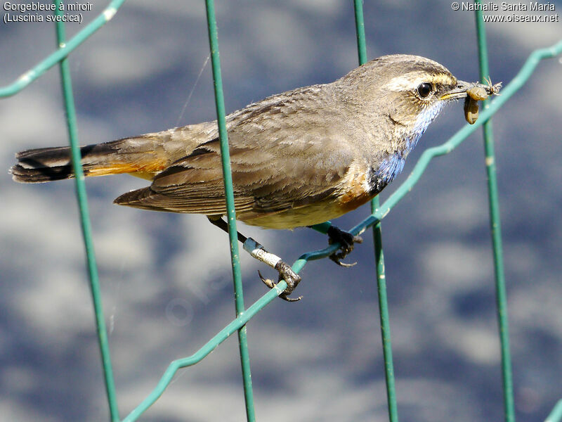 Bluethroat male adult, Reproduction-nesting