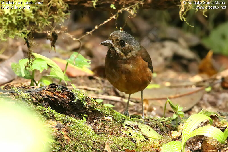 Grallaire à moustachesadulte, identification