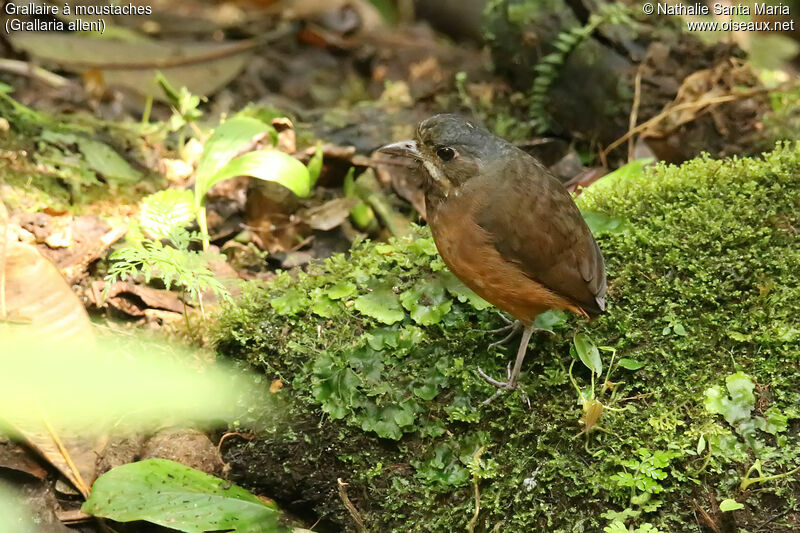 Moustached Antpittaadult, identification