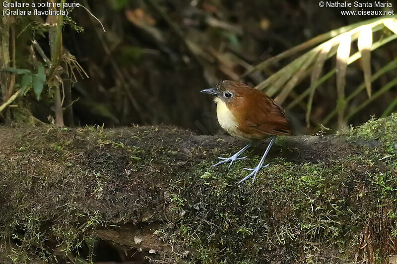 Grallaire à poitrine jauneadulte, habitat