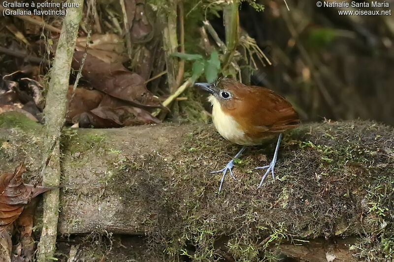 Grallaire à poitrine jauneadulte, identification