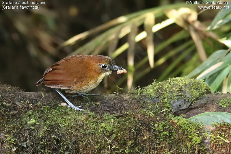 Grallaire à poitrine jauneadulte, identification, mange