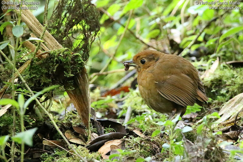 Grallaire d'Équateuradulte, identification, régime, mange