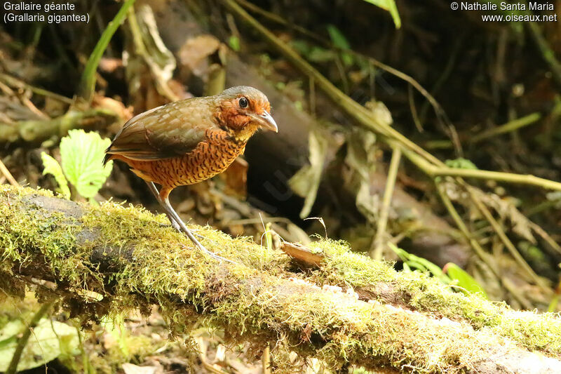 Grallaire géanteadulte, identification