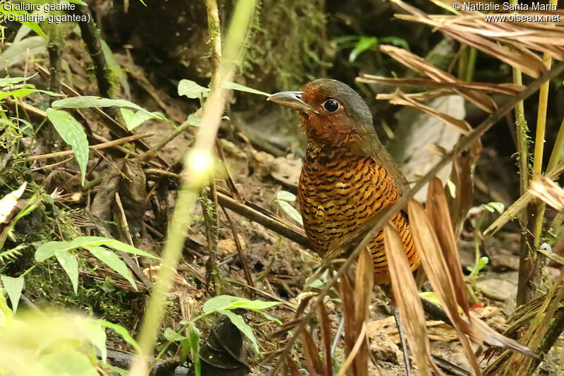 Grallaire géanteadulte, identification