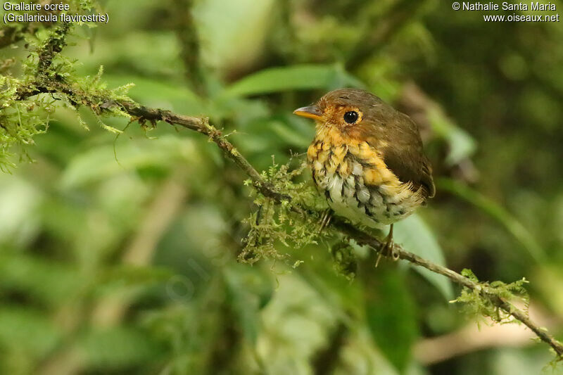 Ochre-breasted Antpittaadult, identification