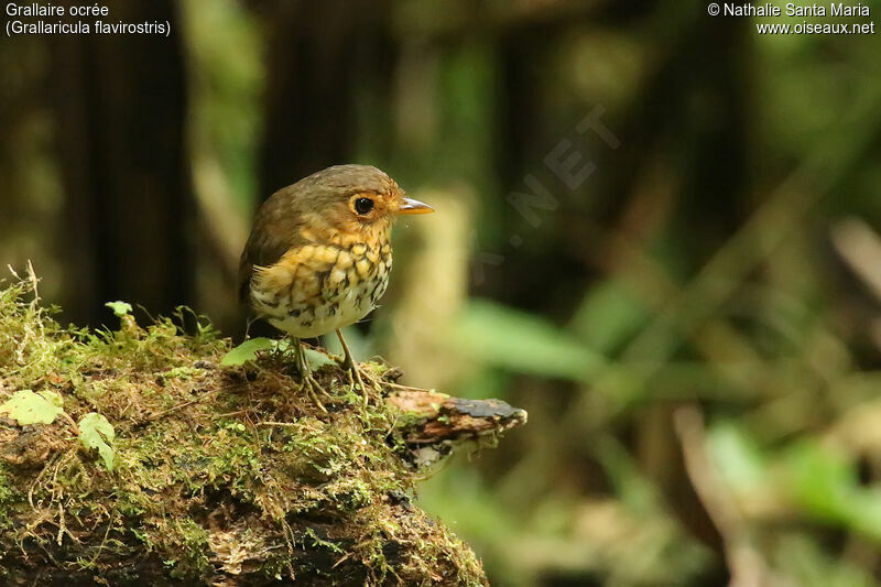 Grallaire ocréeadulte, identification