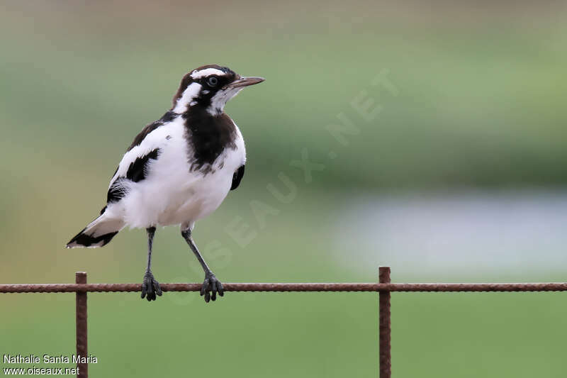 Magpie-lark male immature, identification