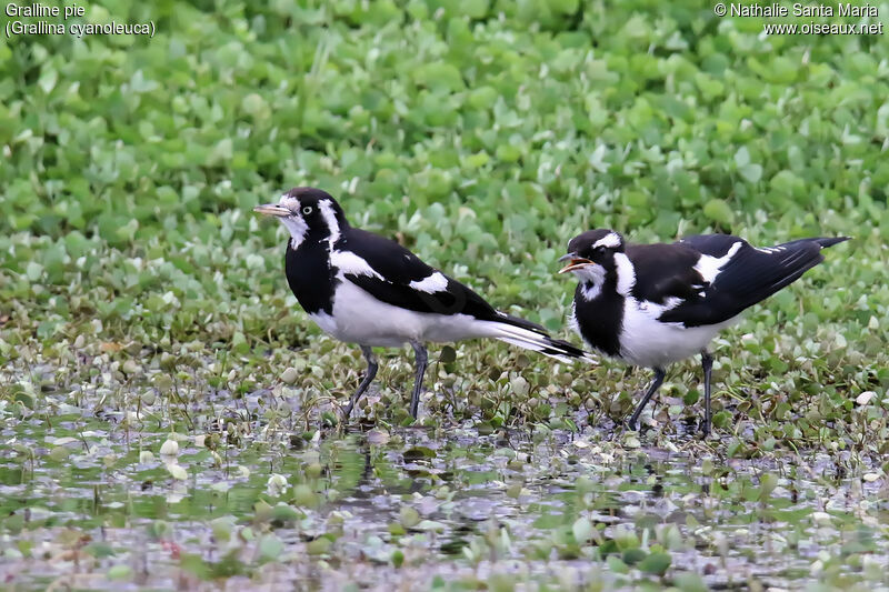 Gralline piejuvénile, identification