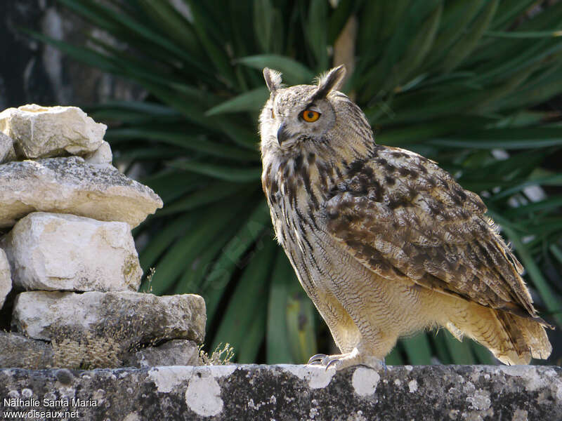 Grand-duc d'Europeadulte, identification