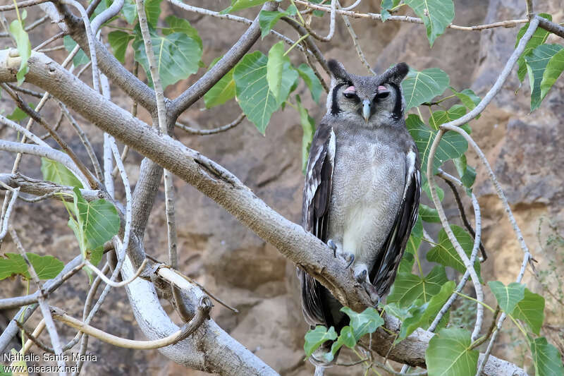 Grand-duc de Verreauxadulte, identification