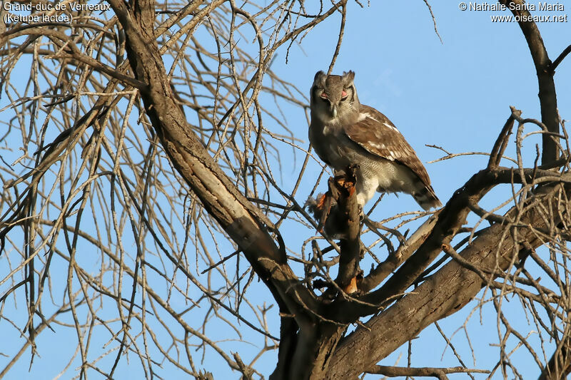 Grand-duc de Verreauxadulte, identification, habitat