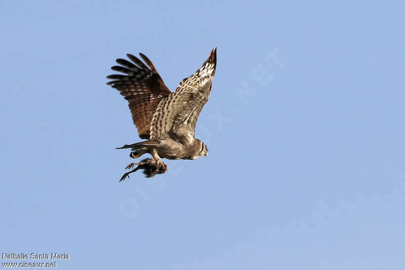 Grand-duc de Verreauxadulte, pêche/chasse