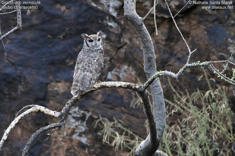 Grand-duc vermiculé mâle adulte, identification, habitat