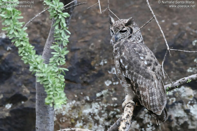 Grand-duc vermiculé mâle adulte, identification