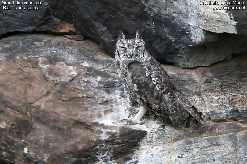 Grand-duc vermiculé femelle adulte, identification, habitat