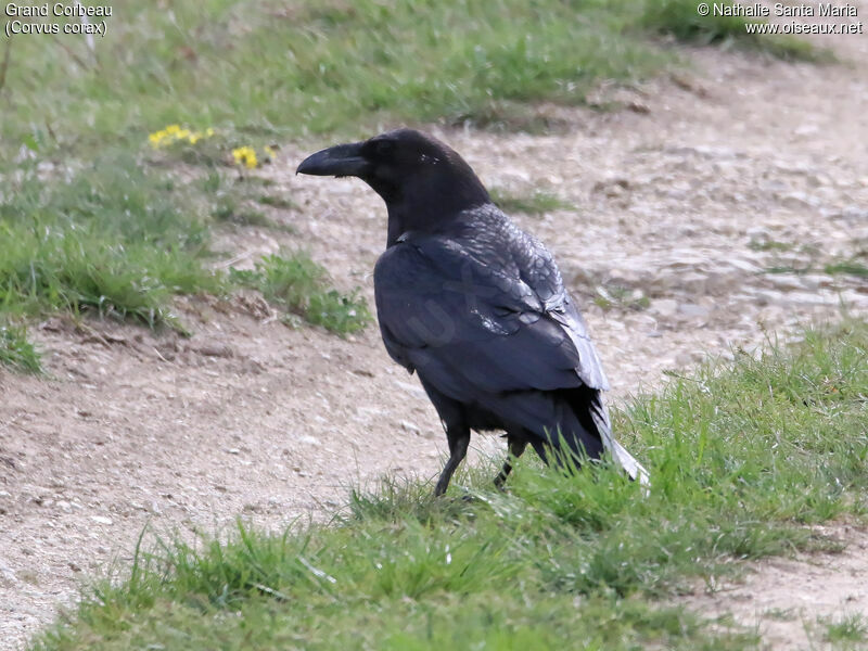 Northern Raven