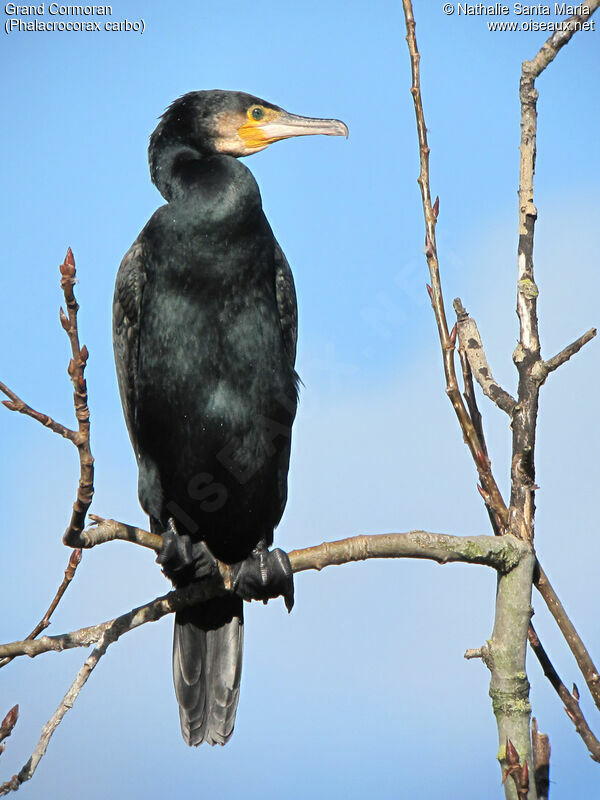 Great Cormorant