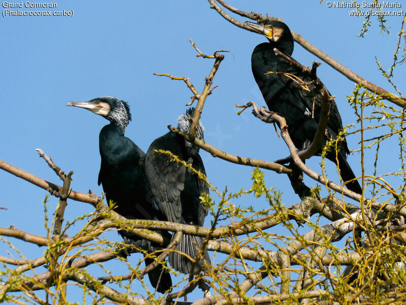 Grand Cormoranadulte nuptial