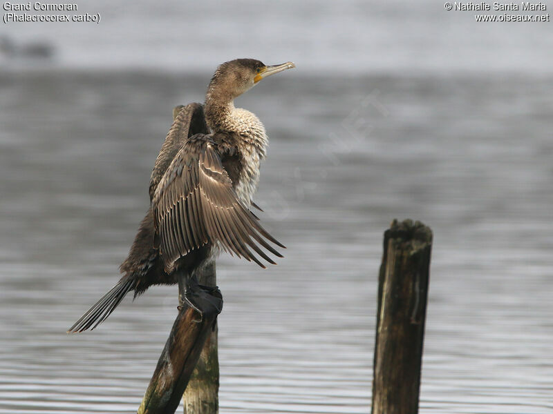 Grand Cormoranjuvénile, identification, soins, Comportement