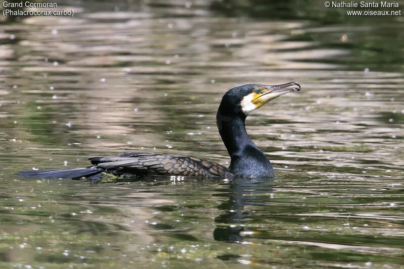 Grand Cormoranadulte, nage