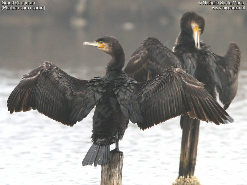 Grand Cormoranadulte, identification, habitat, soins, Comportement