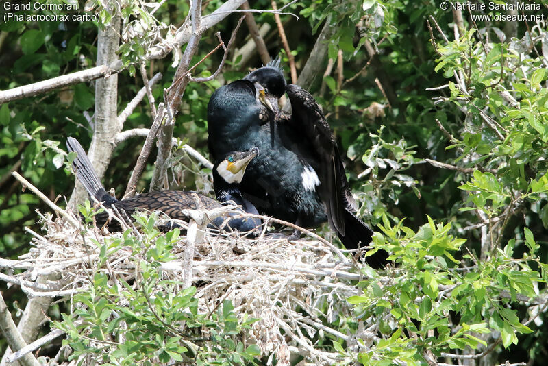 Great Cormorantadult, Reproduction-nesting