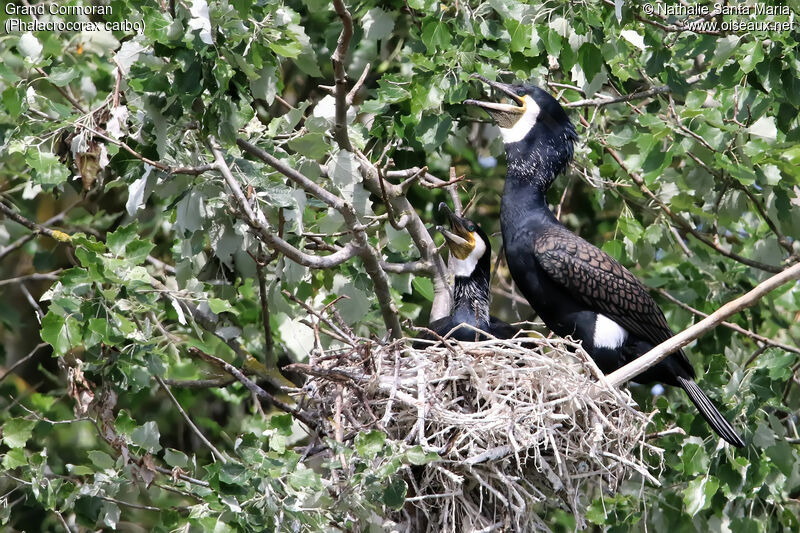 Grand Cormoranadulte, habitat, Nidification