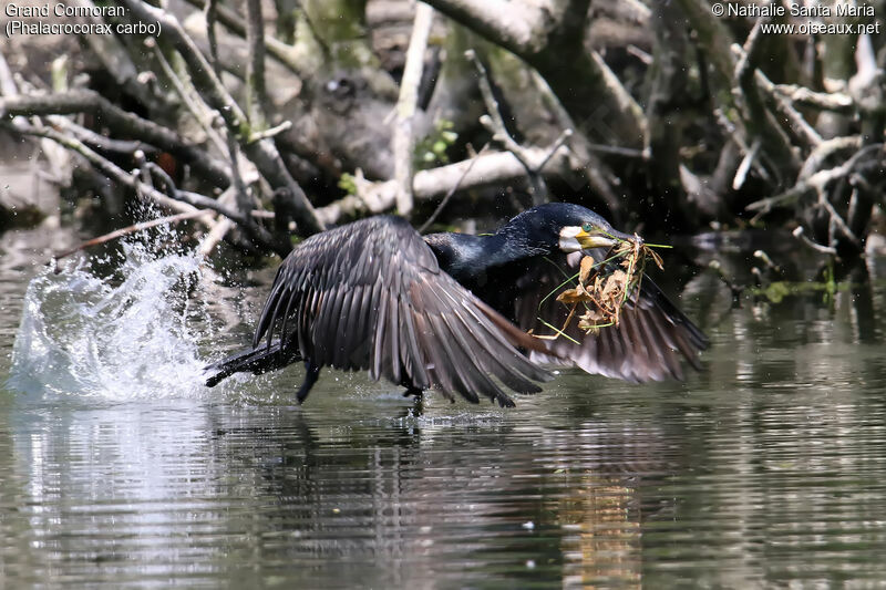 Grand Cormoranadulte, Vol, Nidification