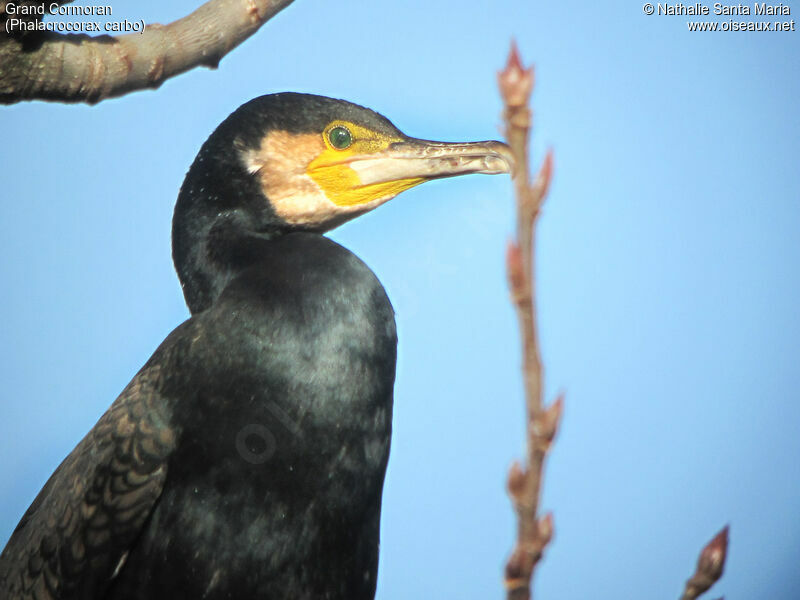 Great Cormorant