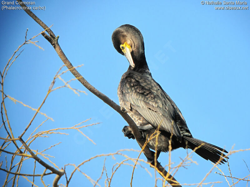 Great Cormorantimmature