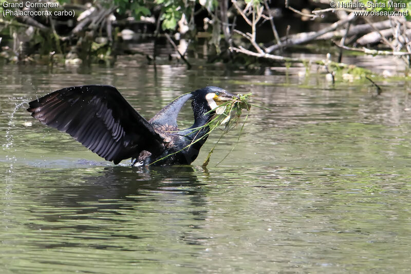 Great Cormorantadult, identification, swimming, Reproduction-nesting